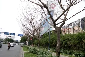 Cây xanh chết bất thường: Nghi bị đầu độc bằng hóa chất