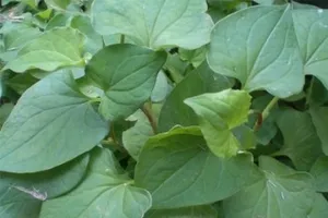 Infographic: 10 loại rau xanh tốt cho sức khỏe ngày hè