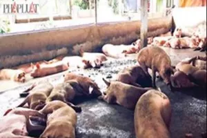 Thịt heo có chất tạo nạc và những hiểm họa khôn lường