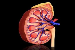 6 dấu hiệu nhận biết thận đang có vấn đề