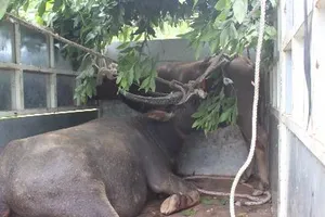 'Trâu điên' sập bẫy được bán với giá 45 triệu đồng