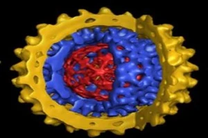  Nhiễm virus viêm gan B có gây xơ gan?