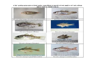 154 loại hải sản miền Trung khuyến cáo chưa được ăn