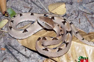 Đi vệ sinh, nhân viên nhà hàng bị rắn độc cắn 