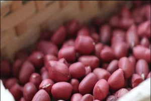 Những ai không nên ăn đậu phộng?