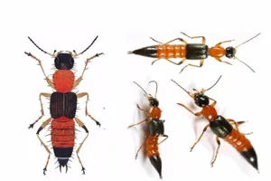 Nọc độc của kiến ba khoang mạnh gấp 10 lần nọc rắn hổ 