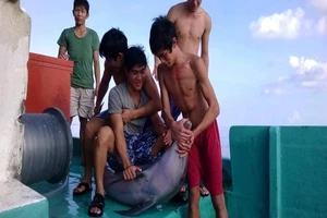 Bắt cá heo rồi cắt đầu, mổ bụng nghi tại Phú Quốc 