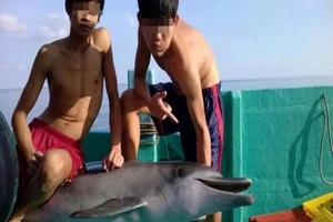 Bắt cá heo có thể bị phạt tới 100 triệu đồng