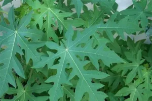 Lá đu đủ xào tỏi có chữa được sỏi thận?