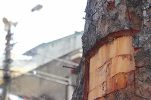 Vỏ cây xà cừ tiêu diệt ghẻ ngứa, mề đay?