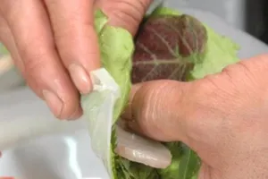 Mê ăn gỏi cá, coi chừng 'rước' sán vào người