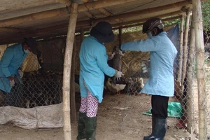 Quảng Ngãi ứng 1 triệu liều vaccine chống cúm gia cầm