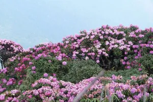 Tháng 3, leo Fansipan ngắm hoa đỗ quyên rực rỡ