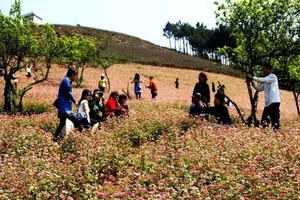 Phát sốt với những đồi hoa tam giác mạch ở Mộc Châu