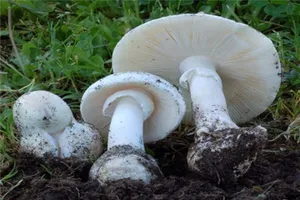 Ăn nhầm nấm độc, 3 người trong gia đình nguy kịch