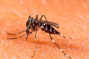 TP.HCM: Thêm 1 ca chết vì sốt xuất huyết