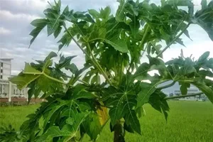 Lá đu đủ chữa khỏi ung thư chính xác đến đâu?