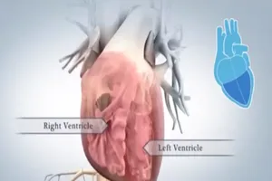 Trái tim của con người hoạt động như thế nào?