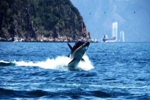 Từ 16-4, đến Nha Trang ‘cưỡi cá mập’ lướt sóng biển