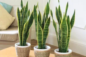 Những cách đơn giản giảm độc tố trong không khí