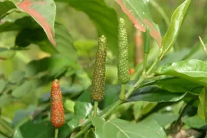 10 thực phẩm mới chống ung thư mạnh mẽ nên ăn hằng ngày