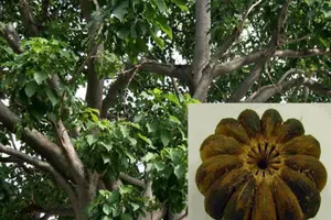 Trái ngô đồng có chất gì khiến người ăn bị ngộ độc?