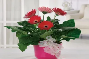 Trồng cây gì, đặt ở đâu trong nhà thì tốt cho sức khỏe?