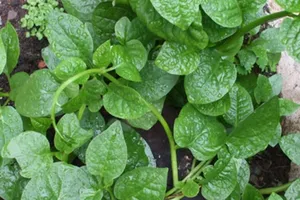 Chữa bệnh 'phòng the' cho nam giới bằng rau mồng tơi