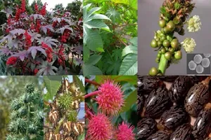 Ăn hạt thầu dầu, 5 trẻ ngộ độc nhập viện cấp cứu