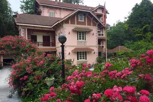 Ngắm vẻ đẹp kiêu sa, khó cưỡng của hồng leo Sa Pa