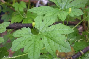 6 phương thuốc đơn giản giúp cai rượu cực kỳ hiệu quả