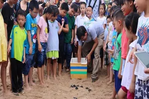 Nơi duy nhất ở đất liền VN rùa thường xuyên lên đẻ