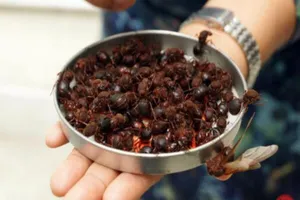 Đặc sản 'từ trên trời rơi xuống'