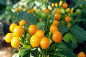 Loại ớt đắt nhất thế giới giá 570 triệu đồng/kg 