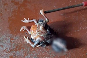 Kỳ lạ: Gà con mới nở có 4 chân, 2 đầu, 3 mắt