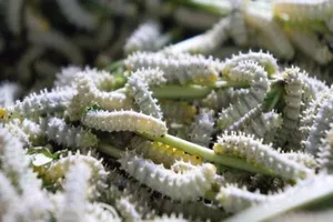 Dùng tơ tằm điều trị tổn thương cột sống