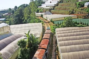 Tuyến xe lửa cổ đưa khách khám phá Đà Lạt