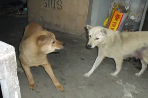 Tai bay vạ gió do ‘đụng’ chó chạy rông