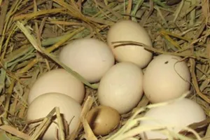 20-11 và 10 quả trứng gà...