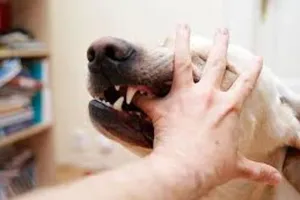 Mất 2 chân vì vết chó cắn từ 2 năm trước