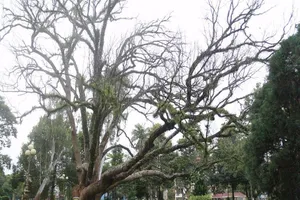 Cây di sản chết khô sau 8 tháng phun thuốc trị nấm