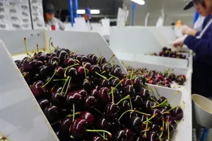 Du học sinh kể chuyện làm thêm hấp dẫn ở New Zealand