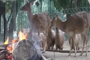 Đốt lửa sưởi ấm cho thú ở Hà Nội