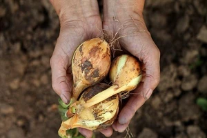 Viêm phổi vì hít phải nấm độc trên vỏ hành