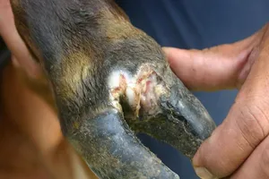 Tiêu hủy 11 con bò bị lở mồm long móng