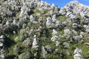 Tuyết rơi ở Sa Pa, phủ trắng đèo Ô Quy Hồ