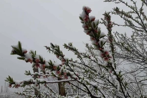 Ngắm tuyết rơi dày, phủ trắng đường ở Sa Pa