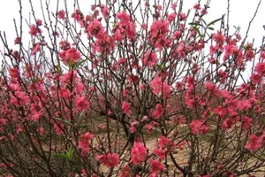 10 loại hoa mang lại may mắn, tài lộc ngày Tết