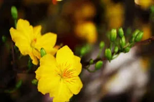 Bữa cúng tất niên sau giao thừa