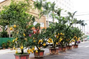 Cây kiểng Tết độc lạ đã về phố biển Nha Trang